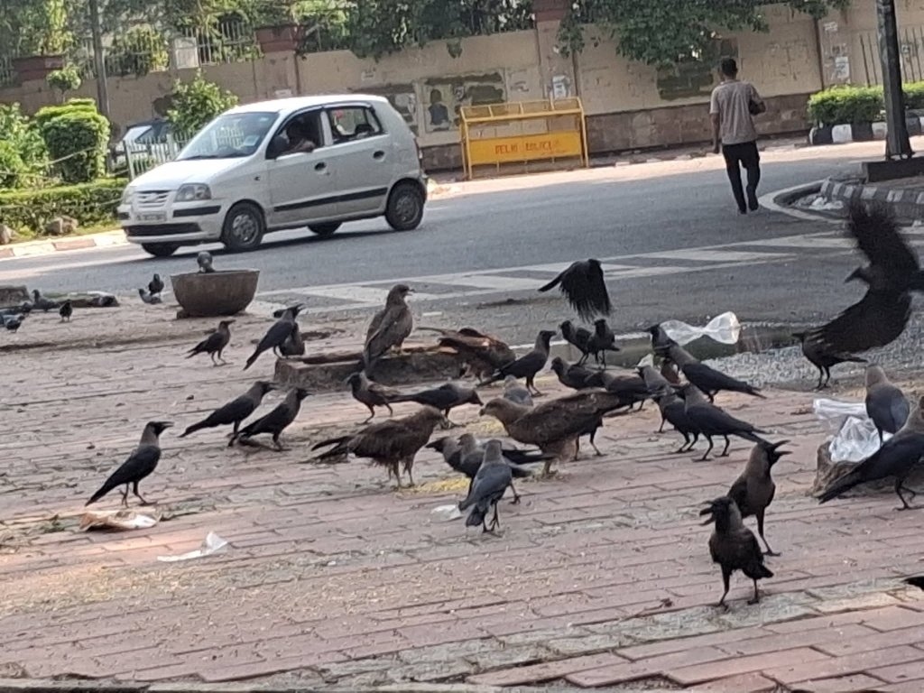 CROWS: NO ORDINARY LIFE!