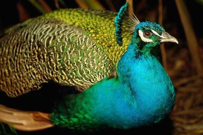 Peacock is National Bird of India