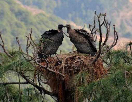 VULTURE CULTURE