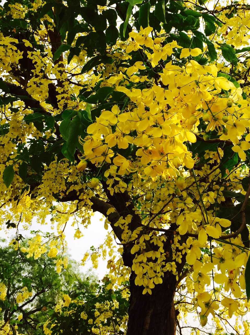 Amaltas Tree, photo by Shuchi Mathur-fnbworld