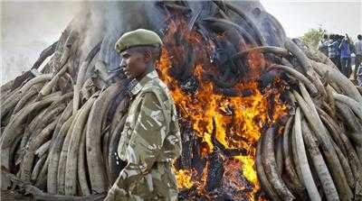 Bonfire of tusks