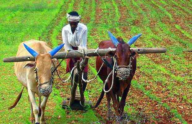 Farmers plight-fnbworld