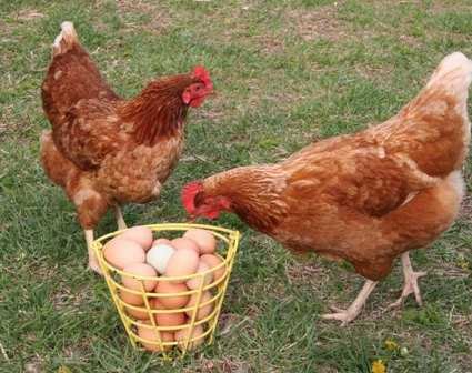 Fine chickens?-fnbworld