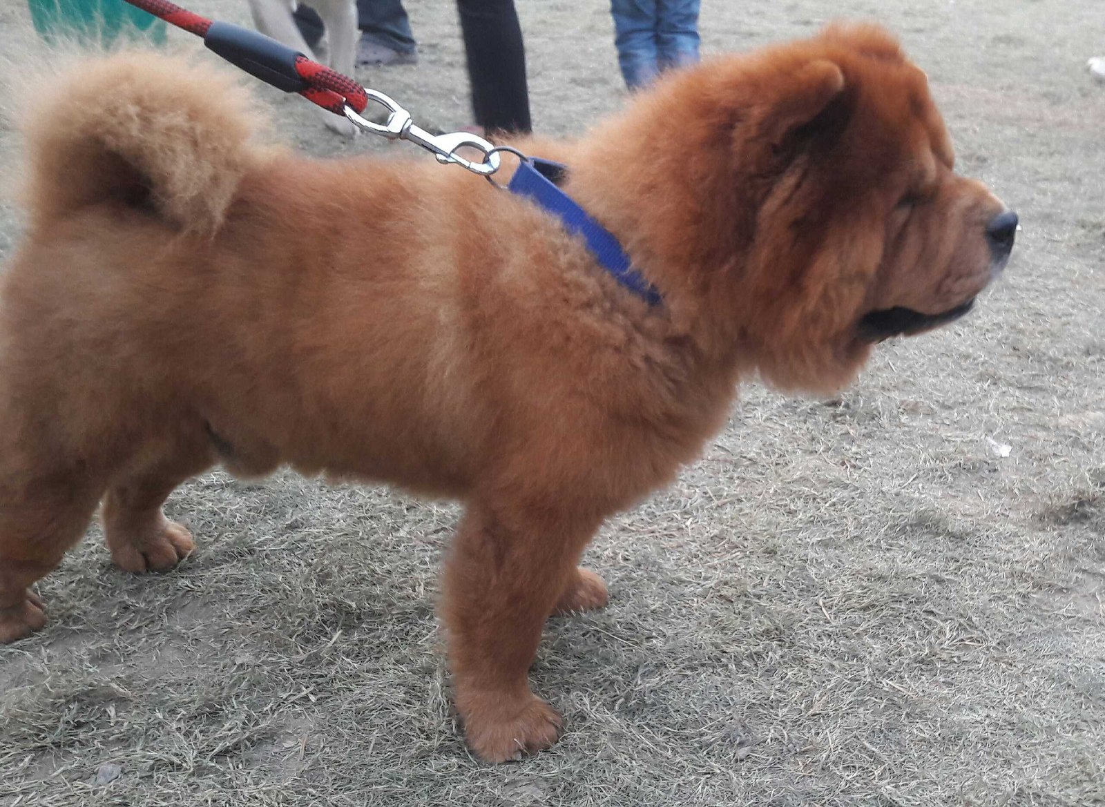 A pretty chow chow at the pet fed-ridhi chhabra-fnbworld