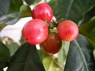 Coffee berries-fnbworld