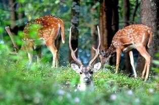 Dear Deers-fnbworld