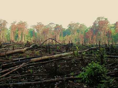 Depleting Forests-Sunita Narain-fnbworld