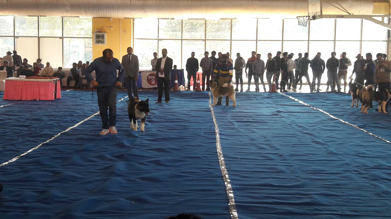 KCI dog show