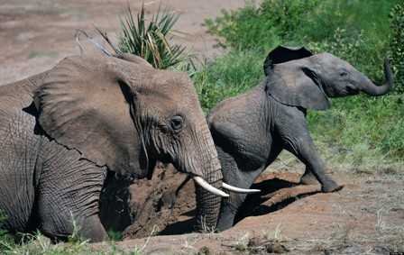 An elephant hunt trail