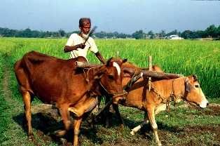 Farmer ploughingg fields-fnbworlda