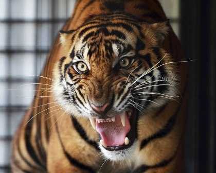 Tiger on prowl-fnbworld