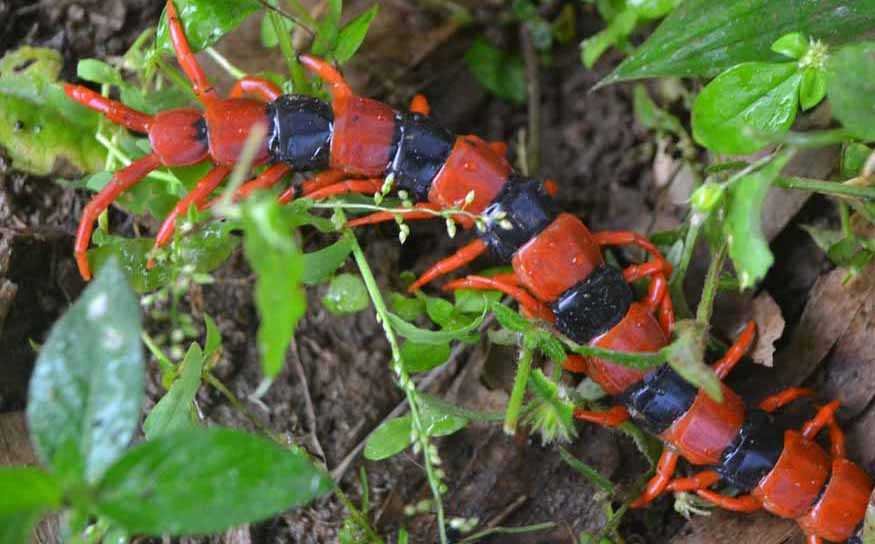 A rare beads-lookalike insect-fnbworld
