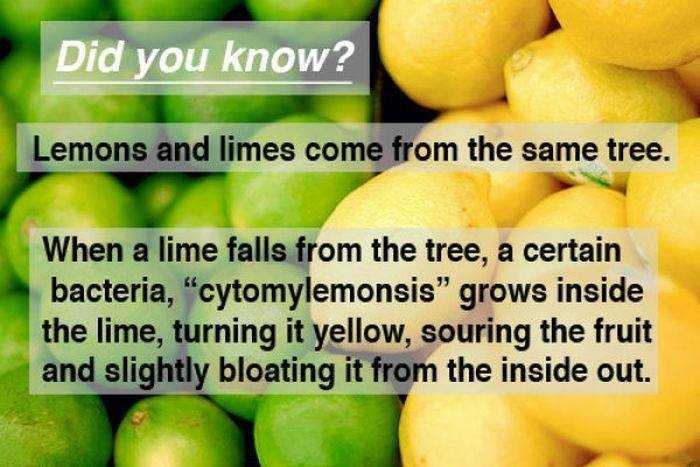 Lime and lemons-fnbworld