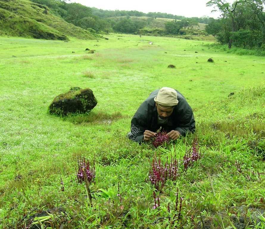 Manjunath in the fields-fnbworld