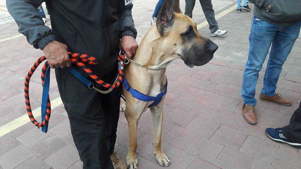 Breed: Great Dane