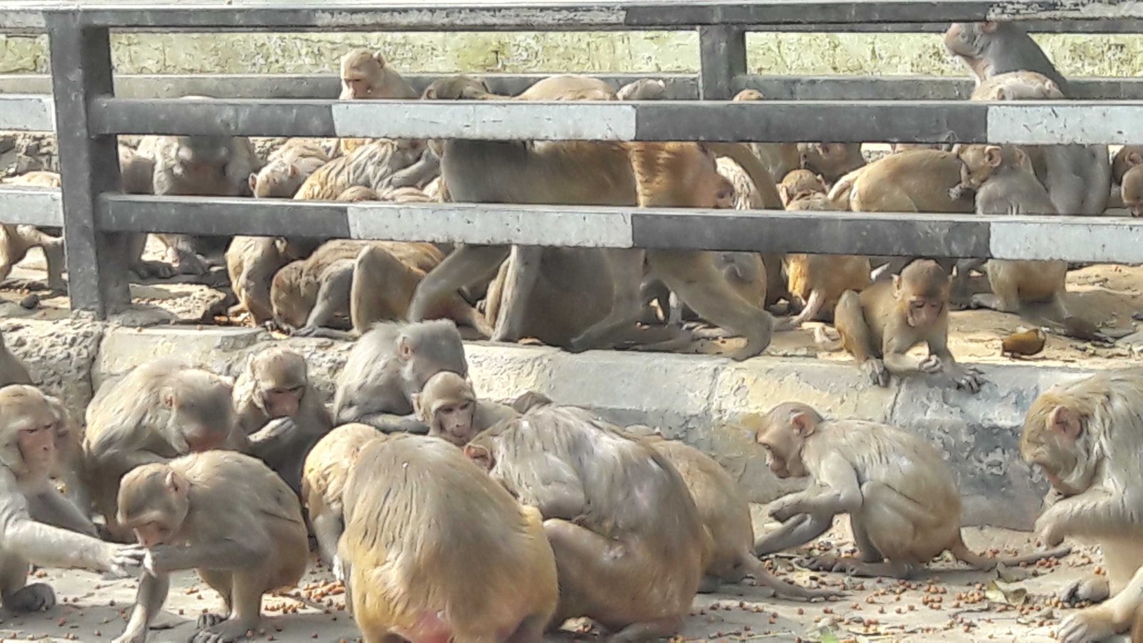 Monkeys call the shots in Vrindavan-Mathura-fnbworld