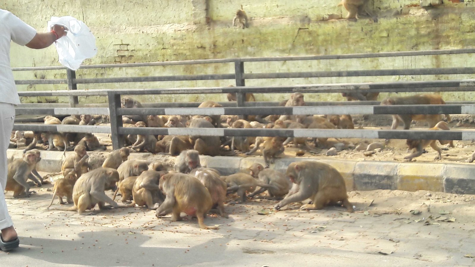 Feeding monkeys with corn and peanuts-fnbworld