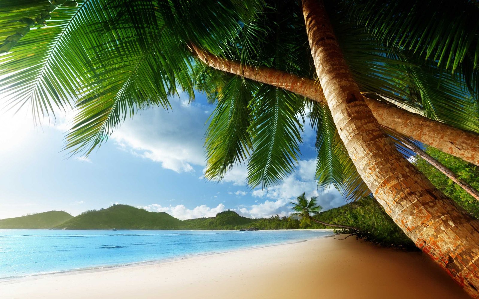 Heavenly palm trees-fnbworld
