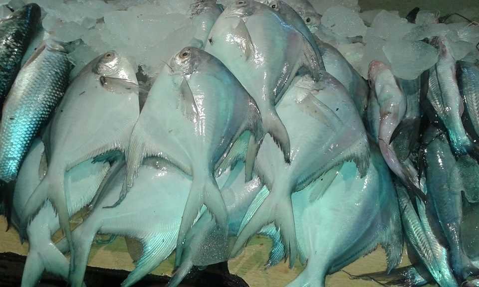Pomfret galore-cr park fish market- Ravi V Chhabra-fnbworld
