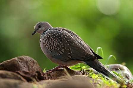 Spotted dove in Indian forests - fnbworld