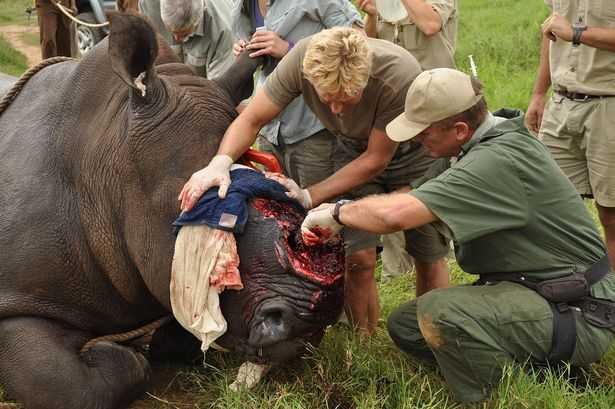 Chopped of horn of a rhino