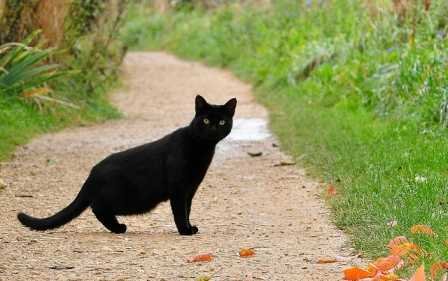 Black cat