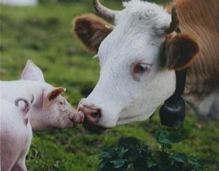 cow and pig-fnbworld