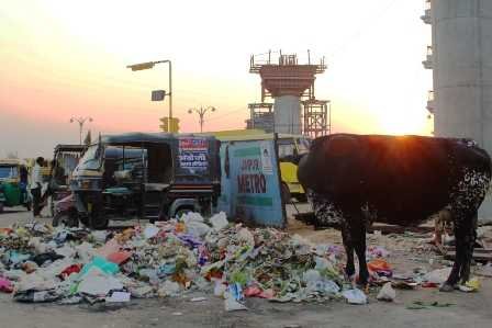 cows
