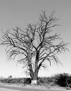 Famished tree-fnbworld