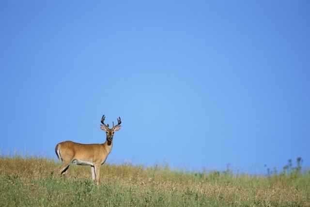 Antelope in dry land-fnbworld-sunita narain