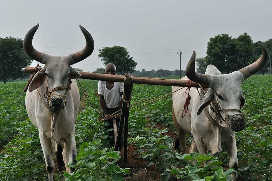 Man and beast farming in India-fnbworld