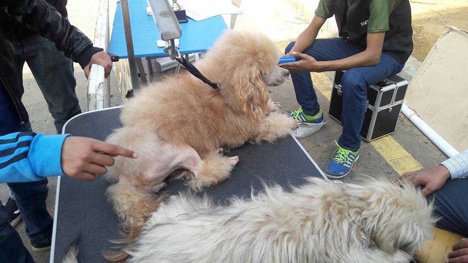 grooming the pet