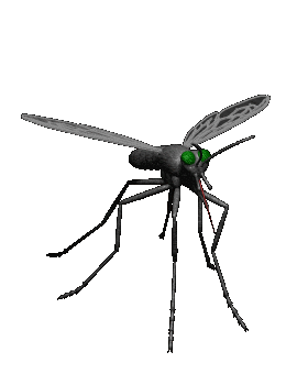 Dengue causing mosquito-fnbworld