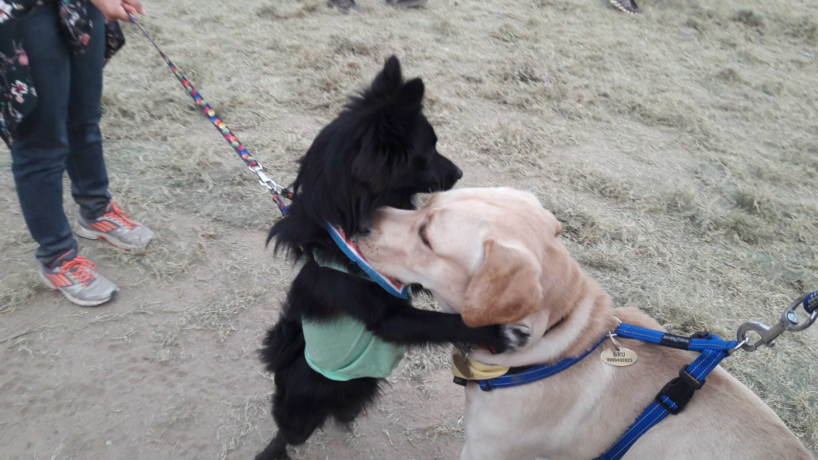a rare black pom playing with yellow labrador-fnbworld-ridhi chhabra