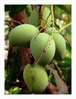 Raw mangoes-fnbworld