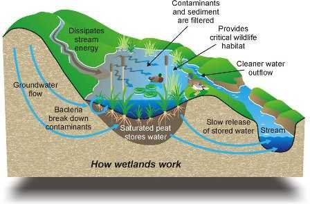 wetlands-sunita narain-fnbworld